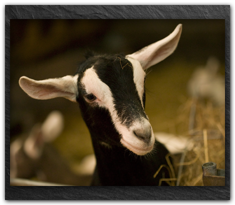 Goats-milk-right-hand-box_v2